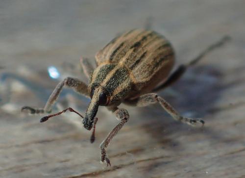 Réf. 208 817 : Hypera arator